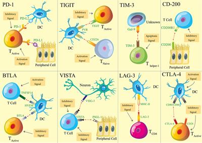 Immune Checkpoints, a Novel Class of Therapeutic Targets for Autoimmune Diseases